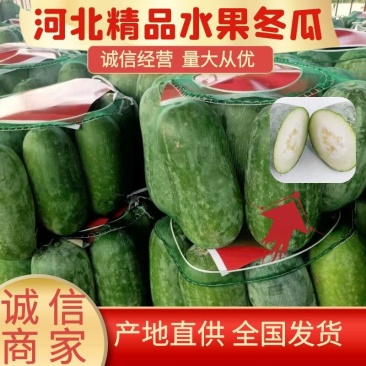 河北冬瓜水果冬瓜小冬瓜耐运输个头均匀量大从优