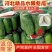 河北冬瓜水果冬瓜小冬瓜耐运输个头均匀量大从优