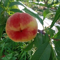 蟠桃