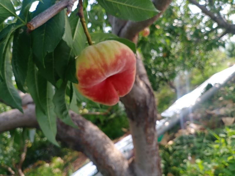 蟠桃
