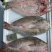 鲜冻草鱼腕鱼-海宝湾冻品