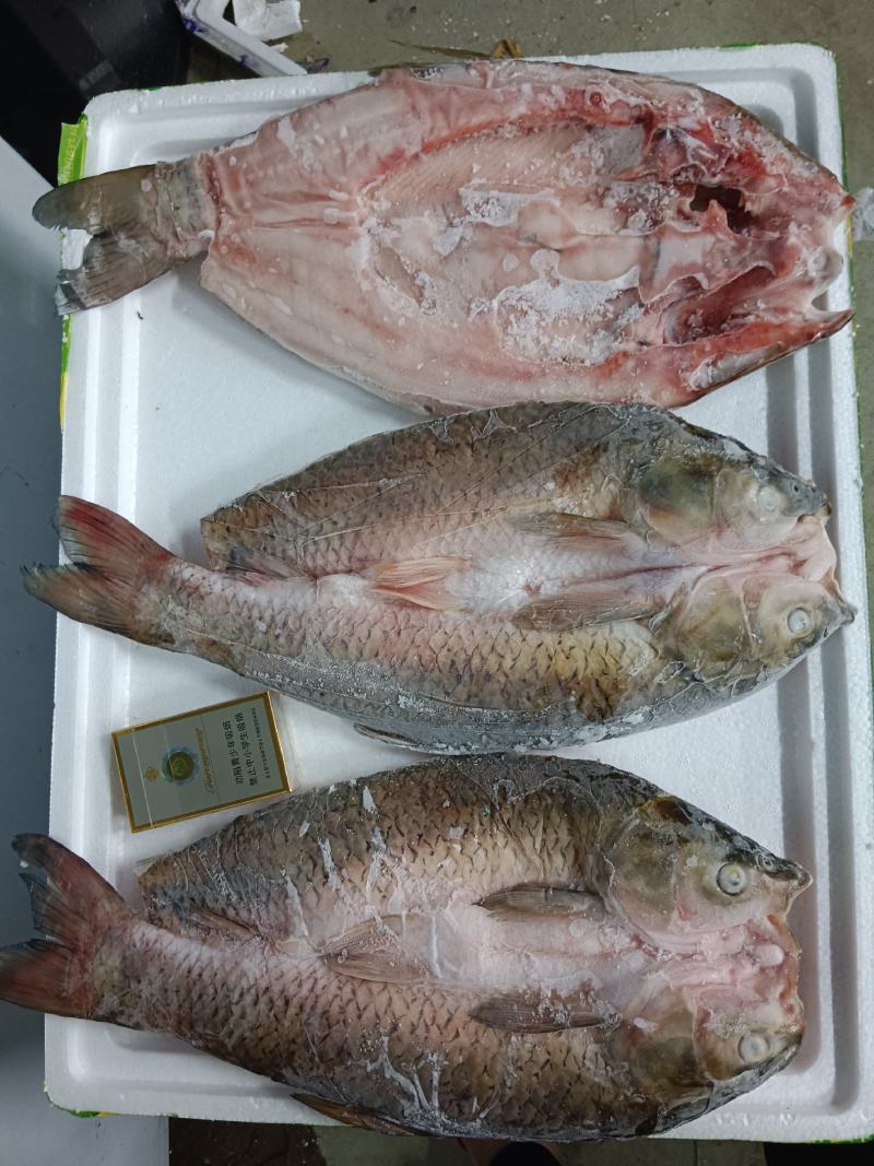 鲜冻草鱼腕鱼-海宝湾冻品