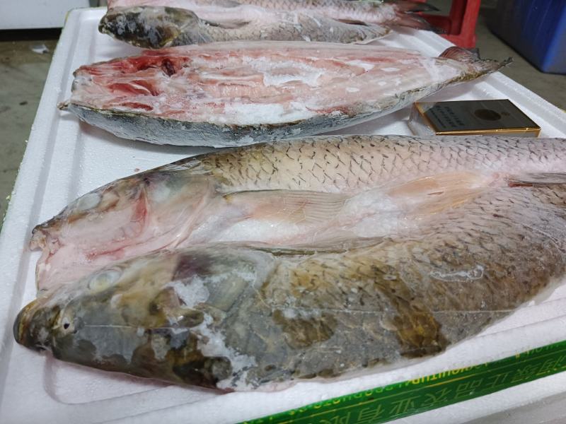 鲜冻草鱼腕鱼-海宝湾冻品