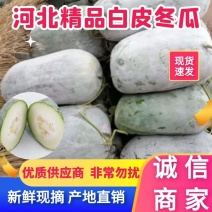 故城冬瓜精品白皮冬瓜大量上市量大从优需要的老板联系