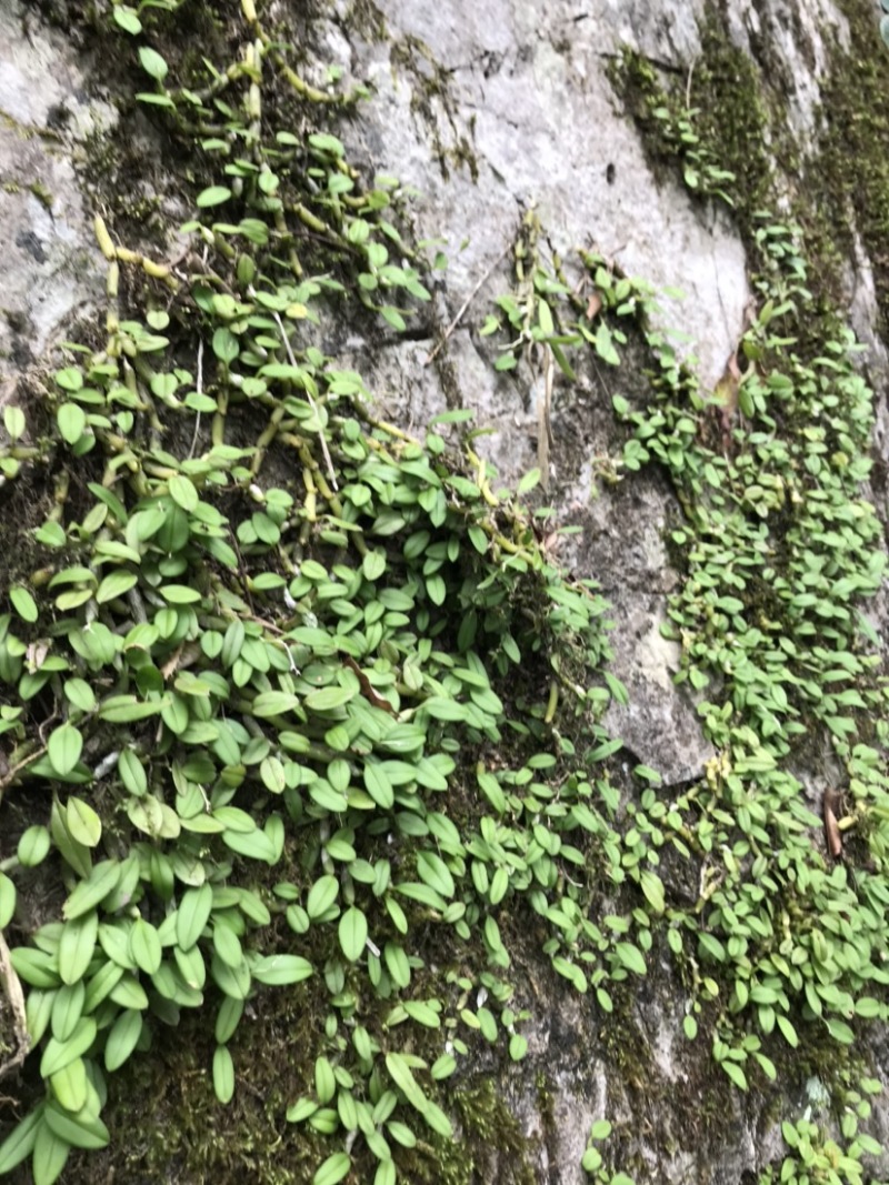 石橄榄、石米