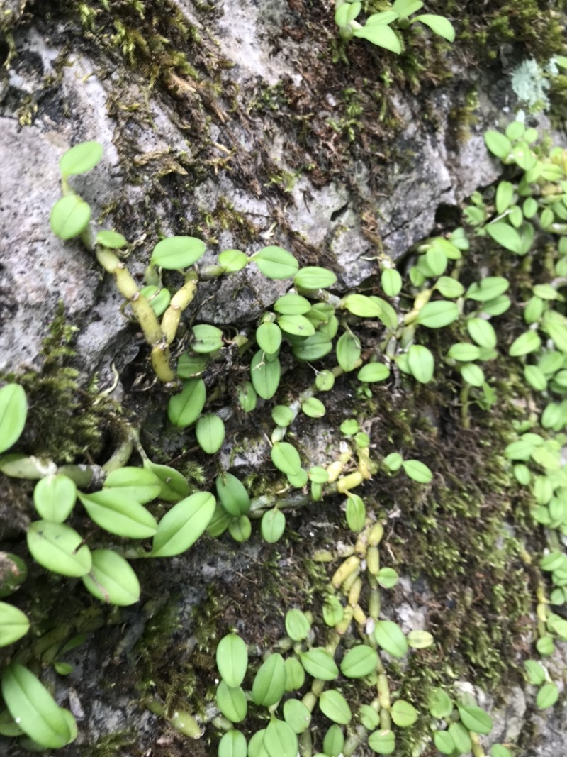 石橄榄、石米