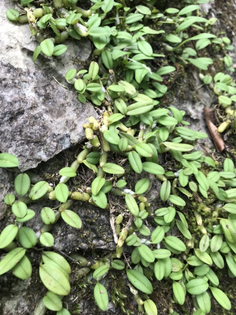 石橄榄、石米