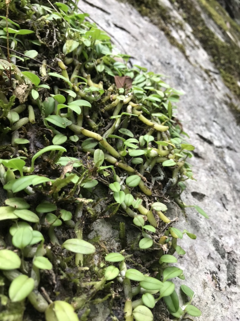 石橄榄、石米