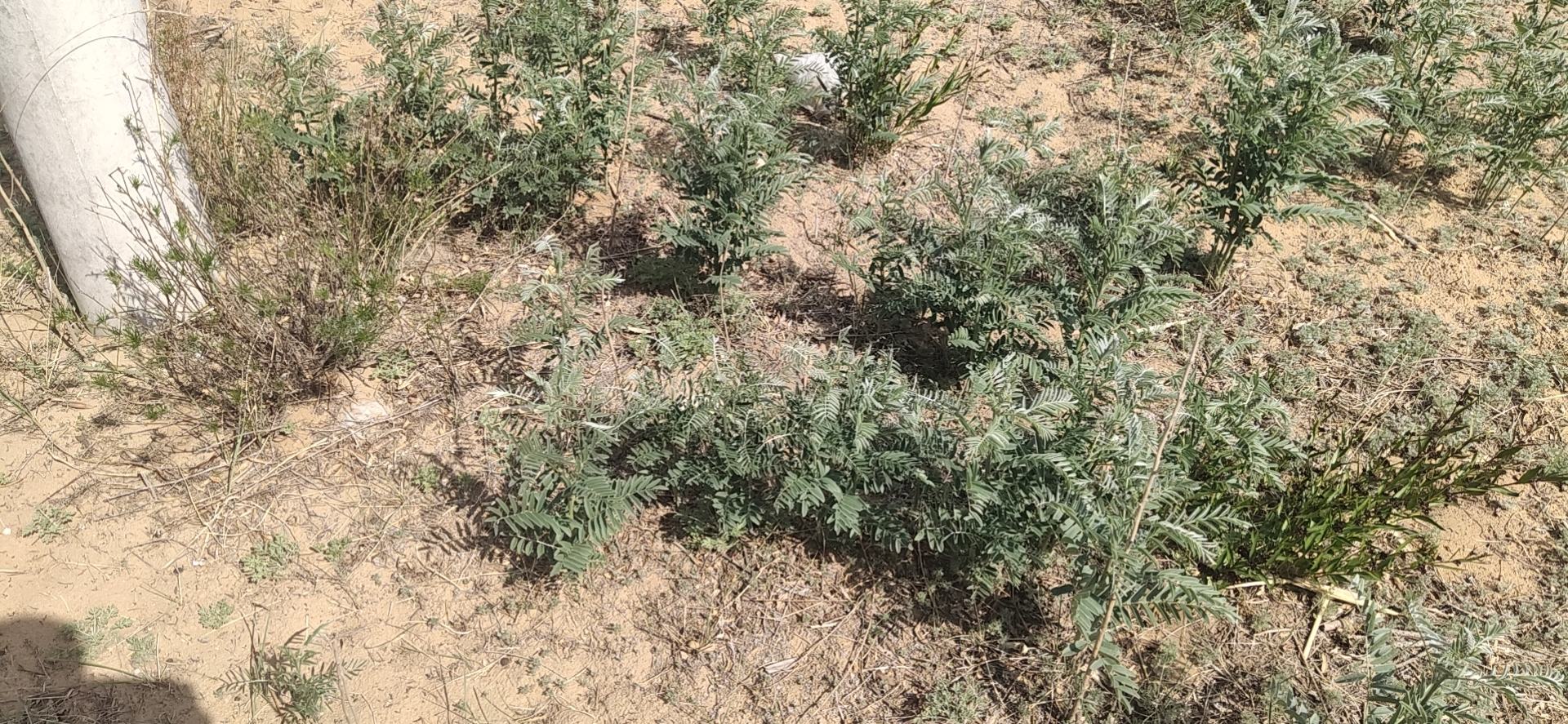 信息图表:左上内蒙古赤峰黄芪种植基地(航拍,黄芪田呈规则条带状,土壤呈浅褐色);右上宁夏中宁沙棘果园(近景,挂果枝条低垂,橙红色果实密布);下方对比柱状图:三地产区黄芪甲苷IV含量(赤峰0.21%、浑源0.19%、陇西0.08%)与沙棘总黄酮含量(中宁2.8%、柴达木1.9%、阿勒泰1.5%) 道地产区对比图