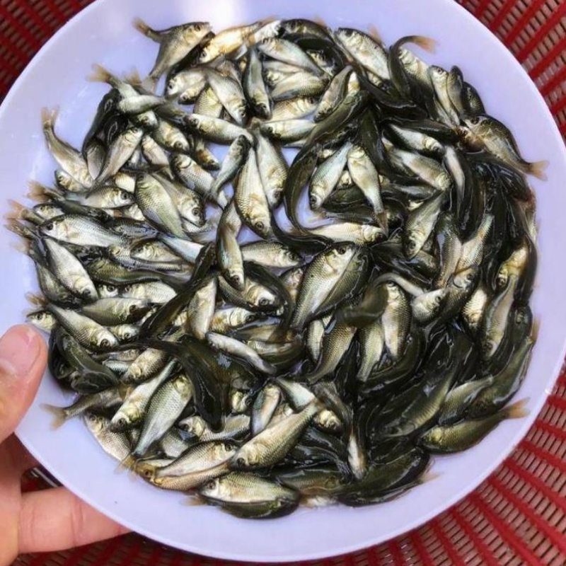 优质鲤鱼苗建鲤鱼苗兴国鲤鱼苗大种鲤鱼苗放生广州包邮