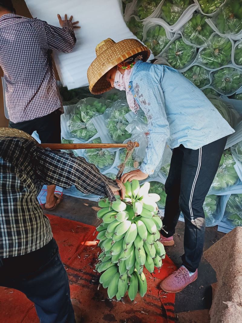 徐闻优质苹果蕉