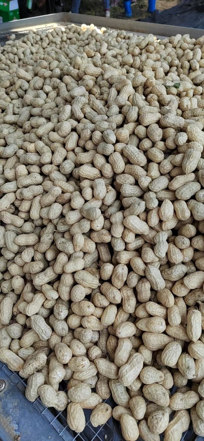 徐州沐恩农业有限公司鲜花生大量供货