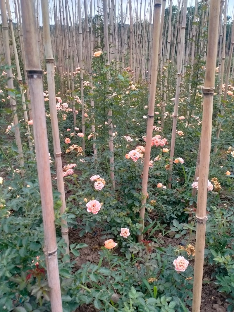 月季，蔷薇