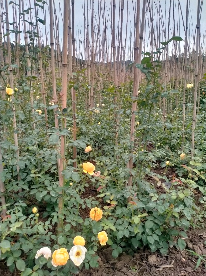 本苗铺大量出售各种盆栽玫瑰月季，绿化工程苗