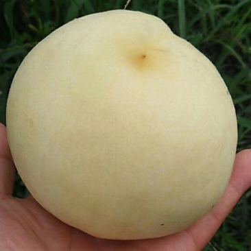 新沂桃水蜜桃🍑白桃已经上市专业代办质量保证