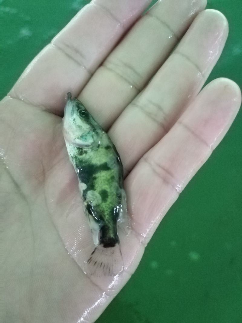 【荐】鳜鱼桂鱼浙江鳜鱼苗桂鱼活体运输水车送货上门