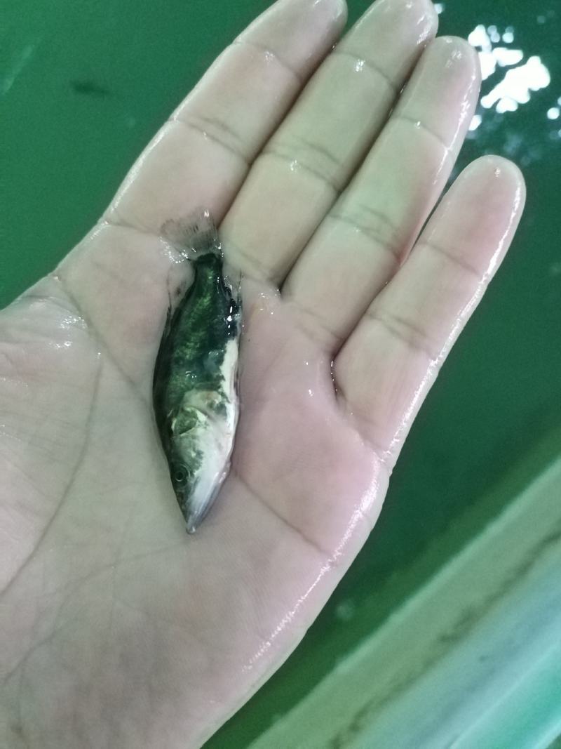 【荐】鳜鱼桂鱼浙江鳜鱼苗桂鱼活体运输水车送货上门