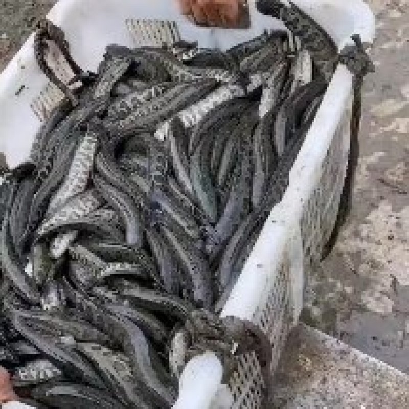 【荐】黑鱼浙江黑鱼苗乌鱼氧气活体运输水车送货上门