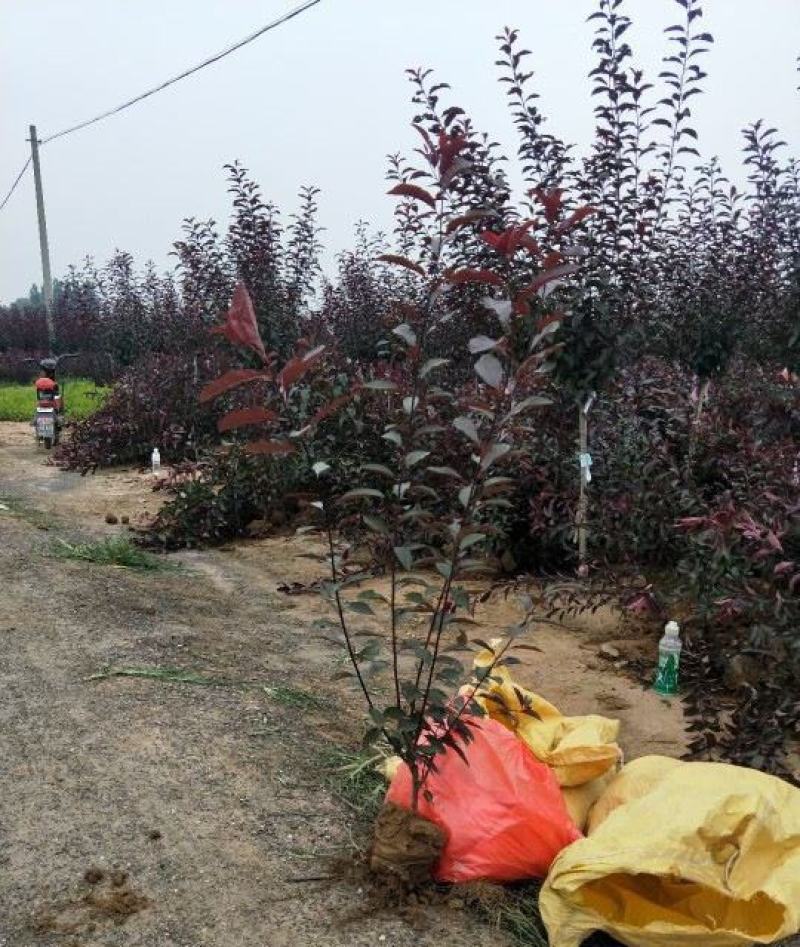红叶李树苗绿化苗木速生红叶李紫叶李树苗红叶李小苗庭院