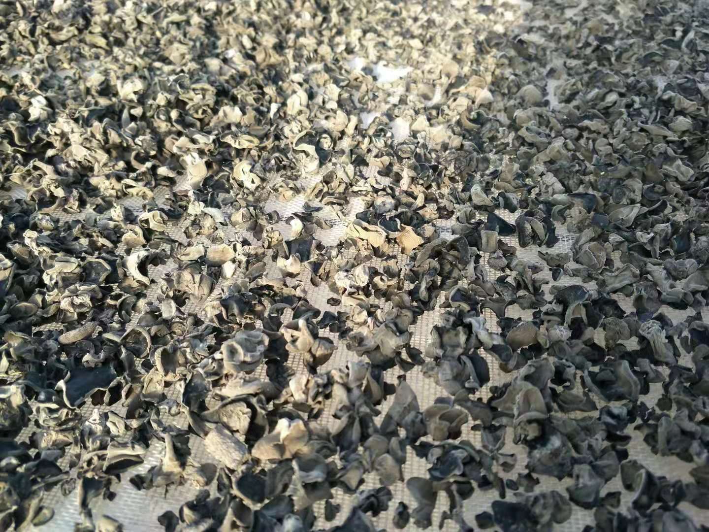 左侧为新鲜黑木耳,呈耳状或杯状,表面深褐色至近黑色,背面有细短绒毛;右侧为新鲜银耳(白木耳),呈菊花状或牡丹花形,瓣状分支明显,色泽乳白至淡黄,质地柔软透明。背景为木质栽培段木与塑料菌包并列展示,标注‘黑木耳’与‘白木耳’字样 黑木耳与白木耳的宏观形态对比图