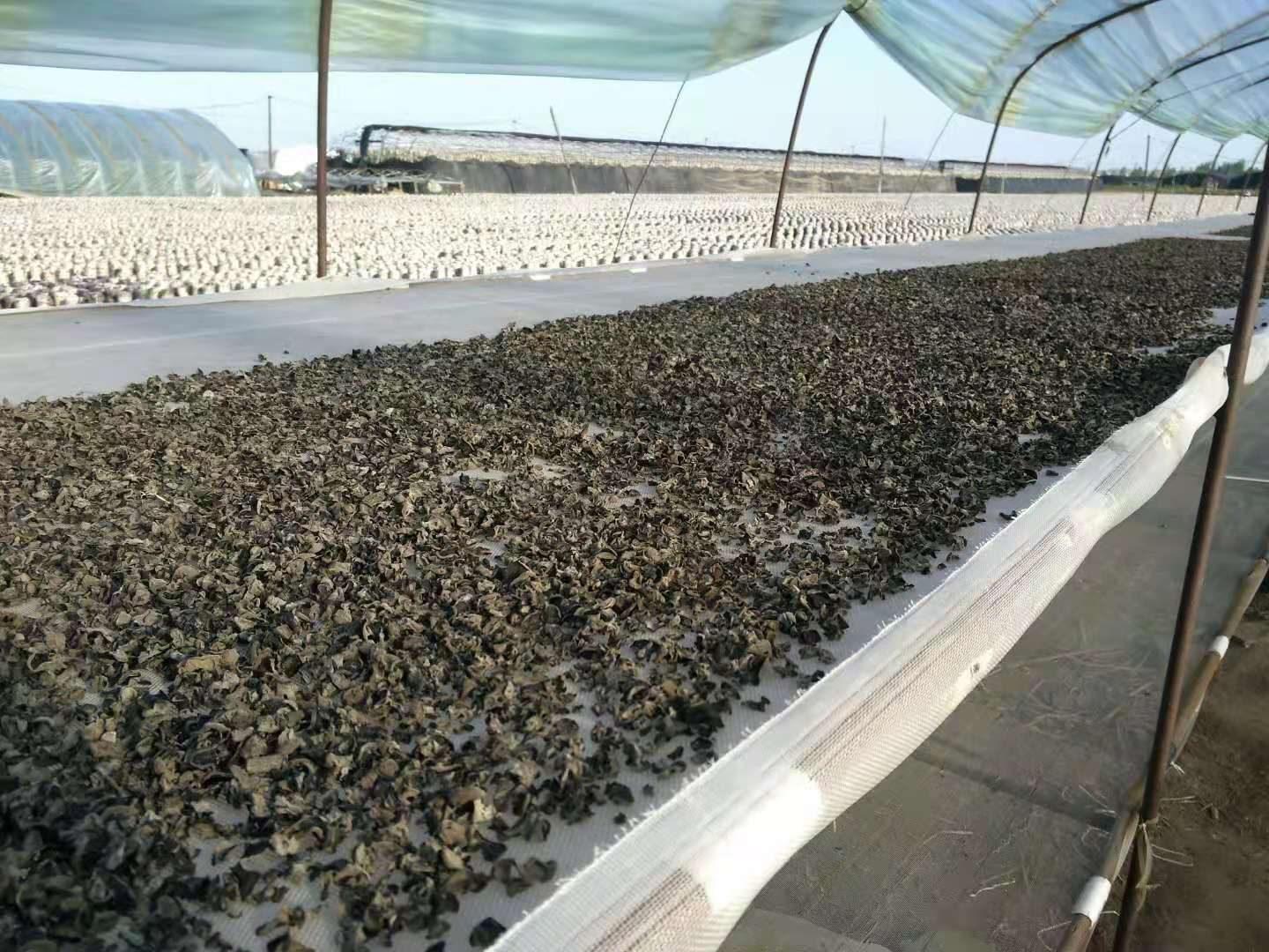 新鲜黑木耳在阳光下晾晒的场景