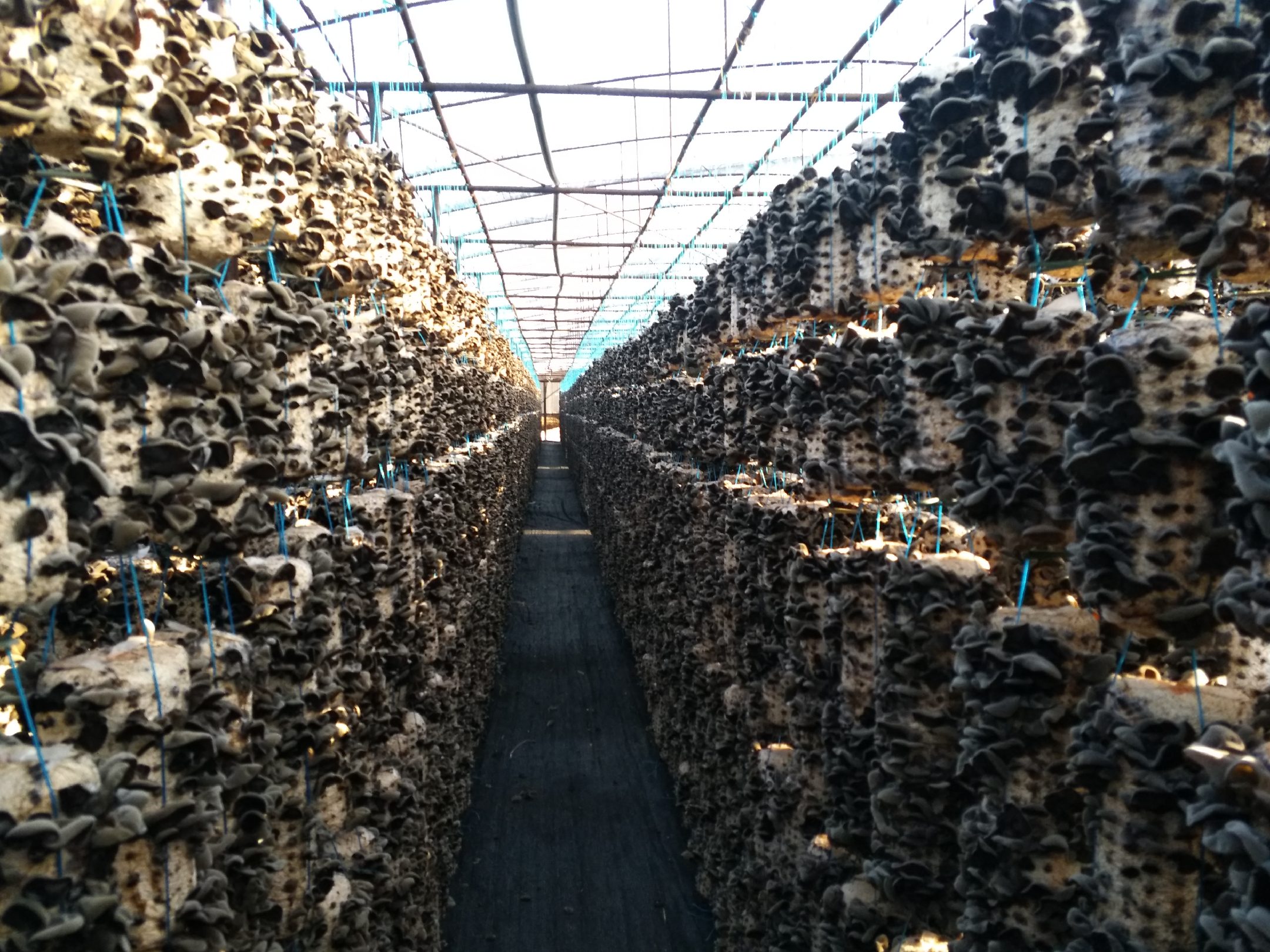 无人机航拍视角下的东宁市黑木耳产业园区,现代化温室大棚整齐排列,物流车辆穿梭其间,工人在分拣车间忙碌作业,整体呈现规模化、集约化生产景象 东宁黑木耳产业园区航拍图