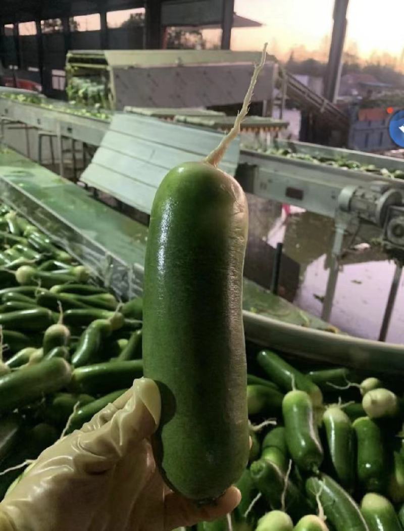 湖北精品水果萝卜产地直发看货论价保质保量欢迎定购
