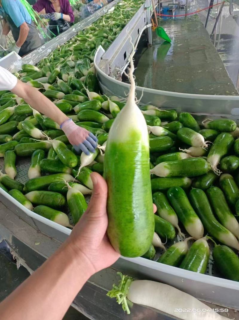 湖北精品水果萝卜产地直发看货论价保质保量欢迎定购