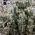 湖北精品水果萝卜产地直发看货论价保质保量欢迎定购