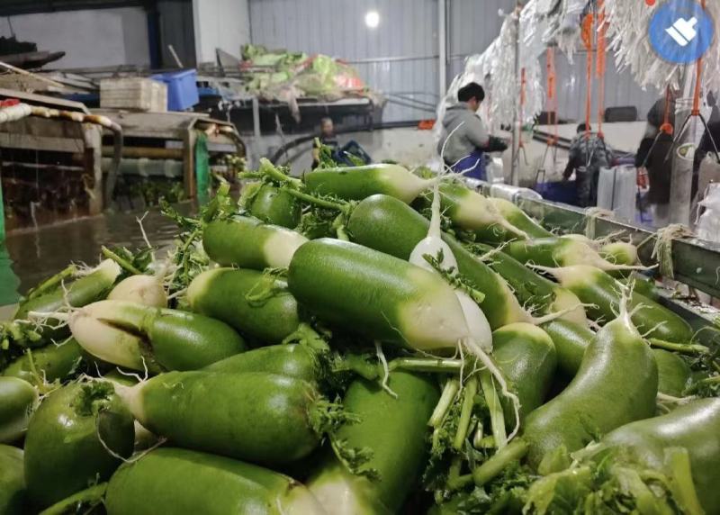 湖北精品水果萝卜产地直发看货论价保质保量欢迎定购