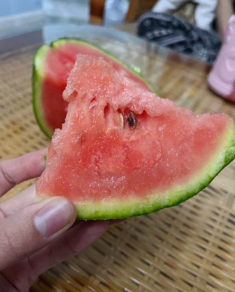 全美2k糖丸小西瓜，产地直供，大量供应优质货源