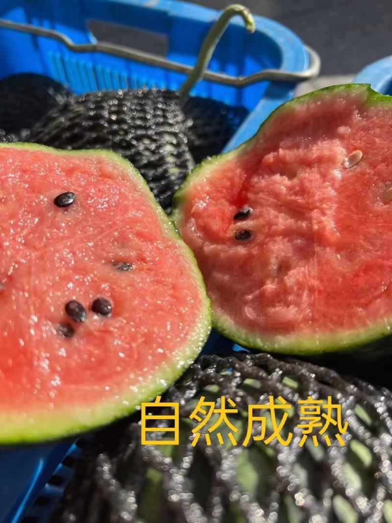 全美2k糖丸小西瓜，产地直供，大量供应优质货源