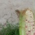【推荐】白甜糯玉米大量上市！花糯932四川绵阳产地实发！