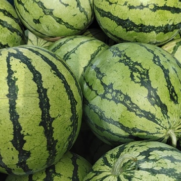 甜王西瓜🍉质量好，代发全国各地，欢迎，各位老板与我联系