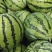 甜王西瓜🍉质量好，代发全国各地，欢迎，各位老板与我联系
