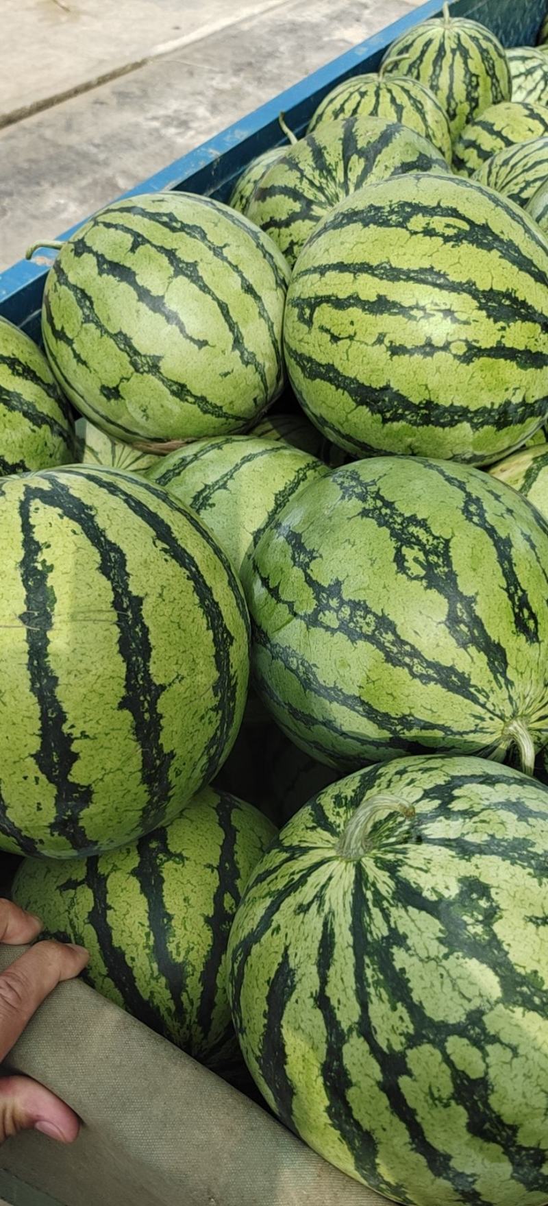 甜王西瓜🍉质量好，代发全国各地，欢迎，各位老板与我联系