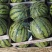 甜王西瓜🍉质量好，代发全国各地，欢迎，各位老板与我联系