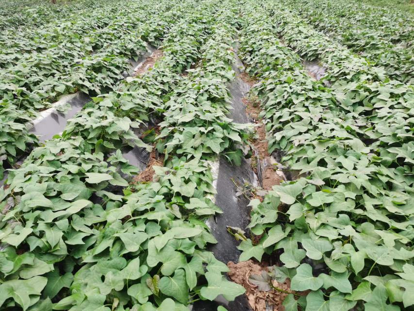 龙薯9号红薯种植田地实景图