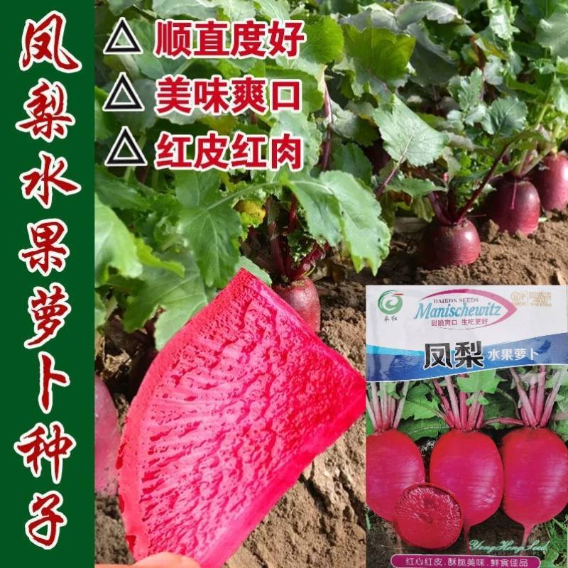 凤梨水果萝卜种子红皮红肉甜脆爽口生吃水果萝卜种子