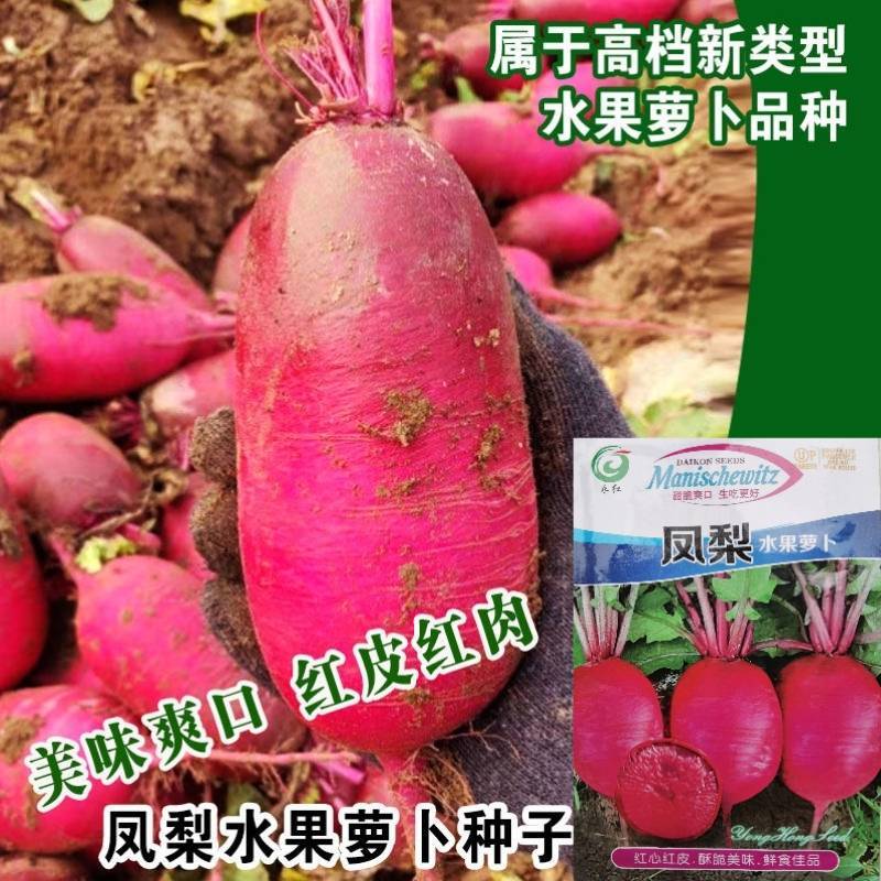 凤梨水果萝卜种子红皮红肉甜脆爽口生吃水果萝卜种子
