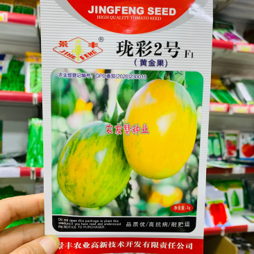 珑彩2号黄金果水果番茄种子口味香甜沙面细腻四季种植