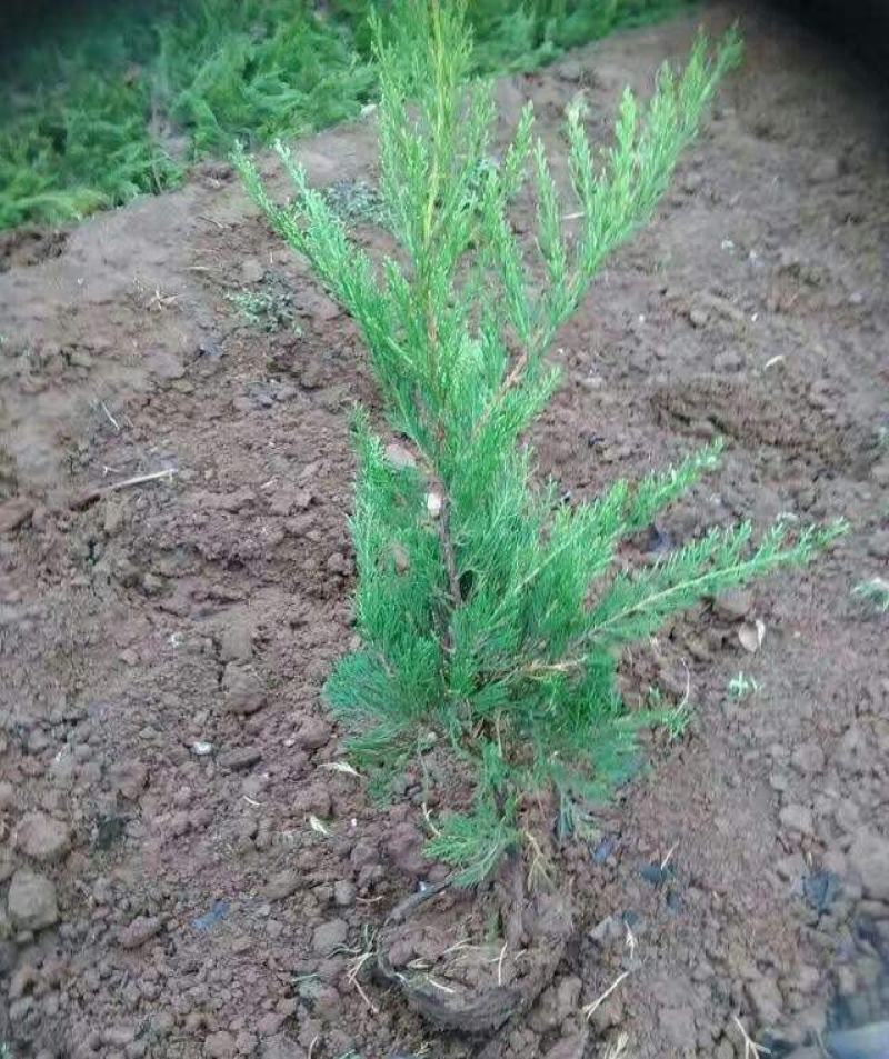 地柏苗爬地柏盆景长青素材造型用铺地柏苗直销基地柏桩小苗