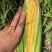 玉米🌽