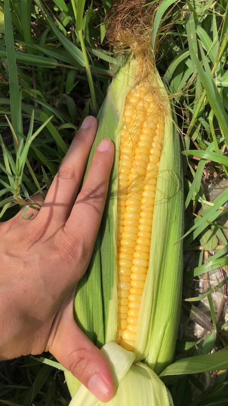 玉米🌽