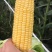 玉米🌽