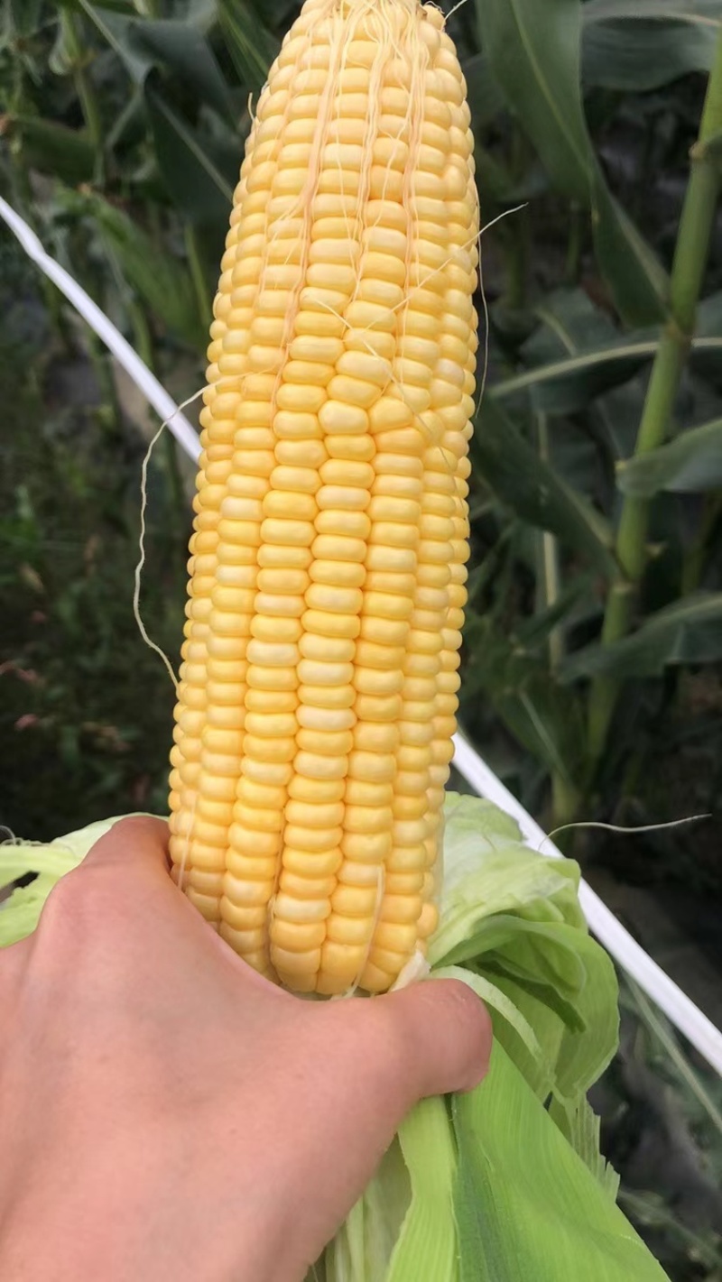 玉米🌽