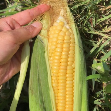 玉米🌽