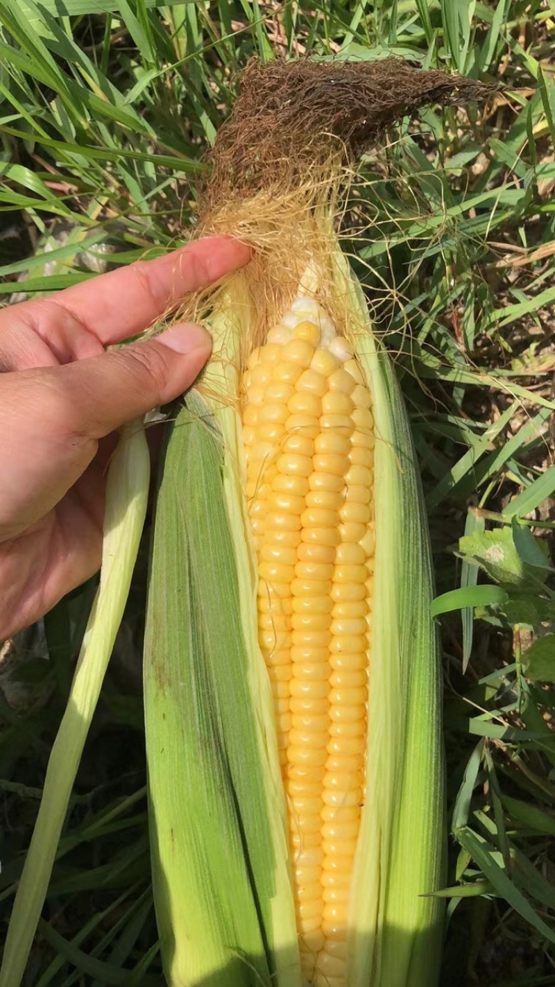 玉米🌽