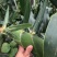 玉米🌽