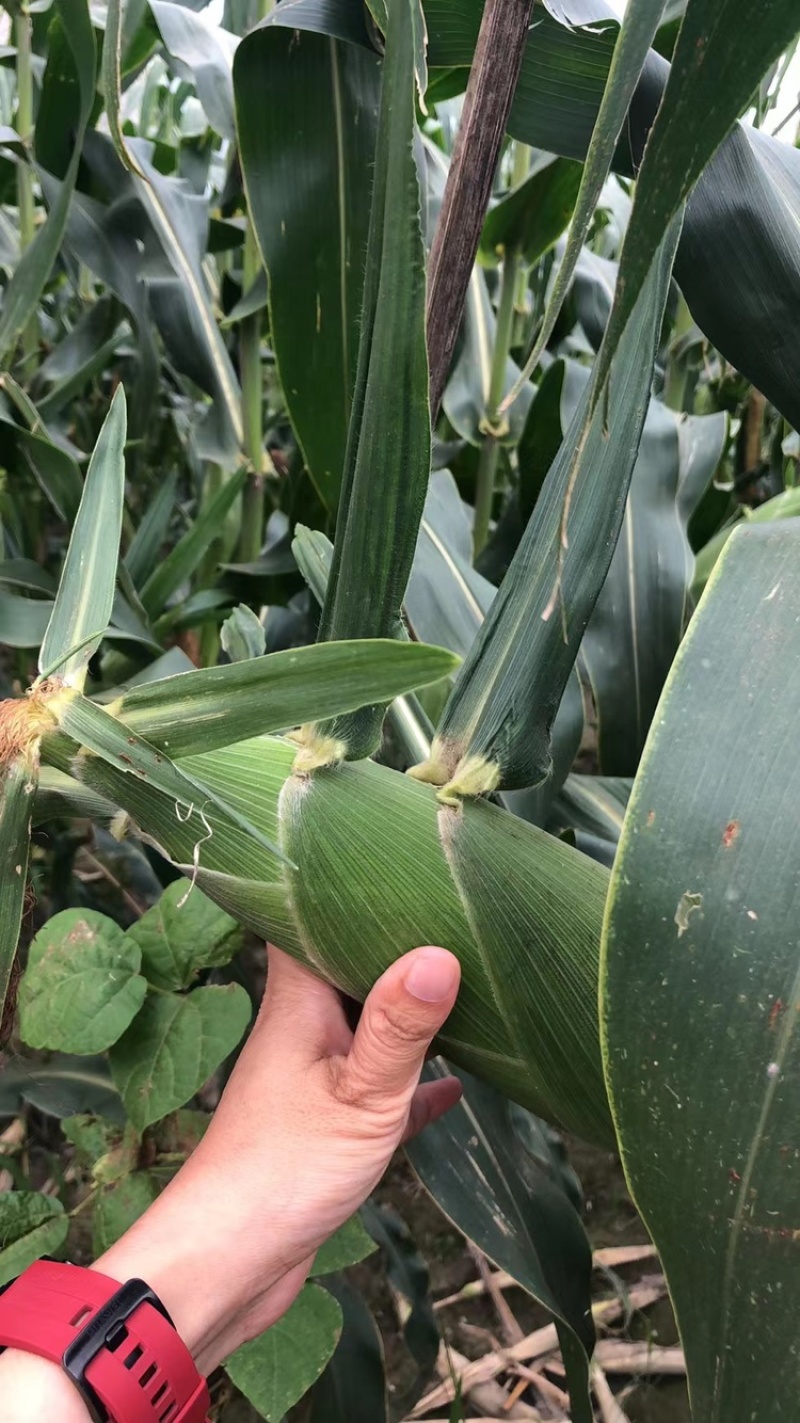 玉米🌽